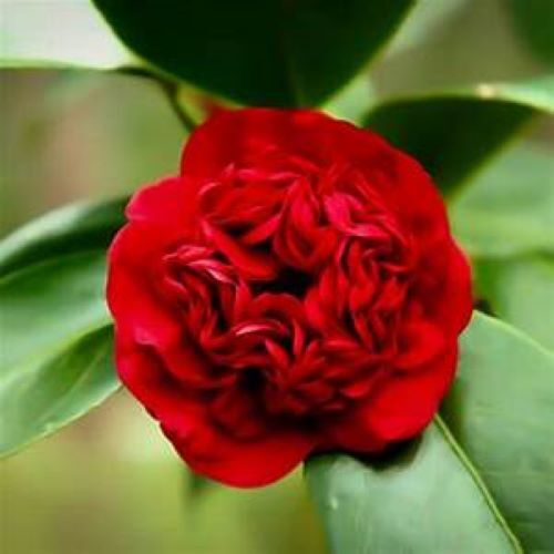 **PROFESSOR SARGENT**Camellia Japonica-Live STARTER Plant–FULL RUBY RED BLOOMS!