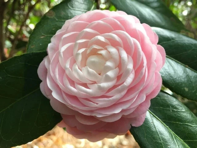 PINK PERFECTION Camellia Japonica-Live Starter Plant -USA SELLER