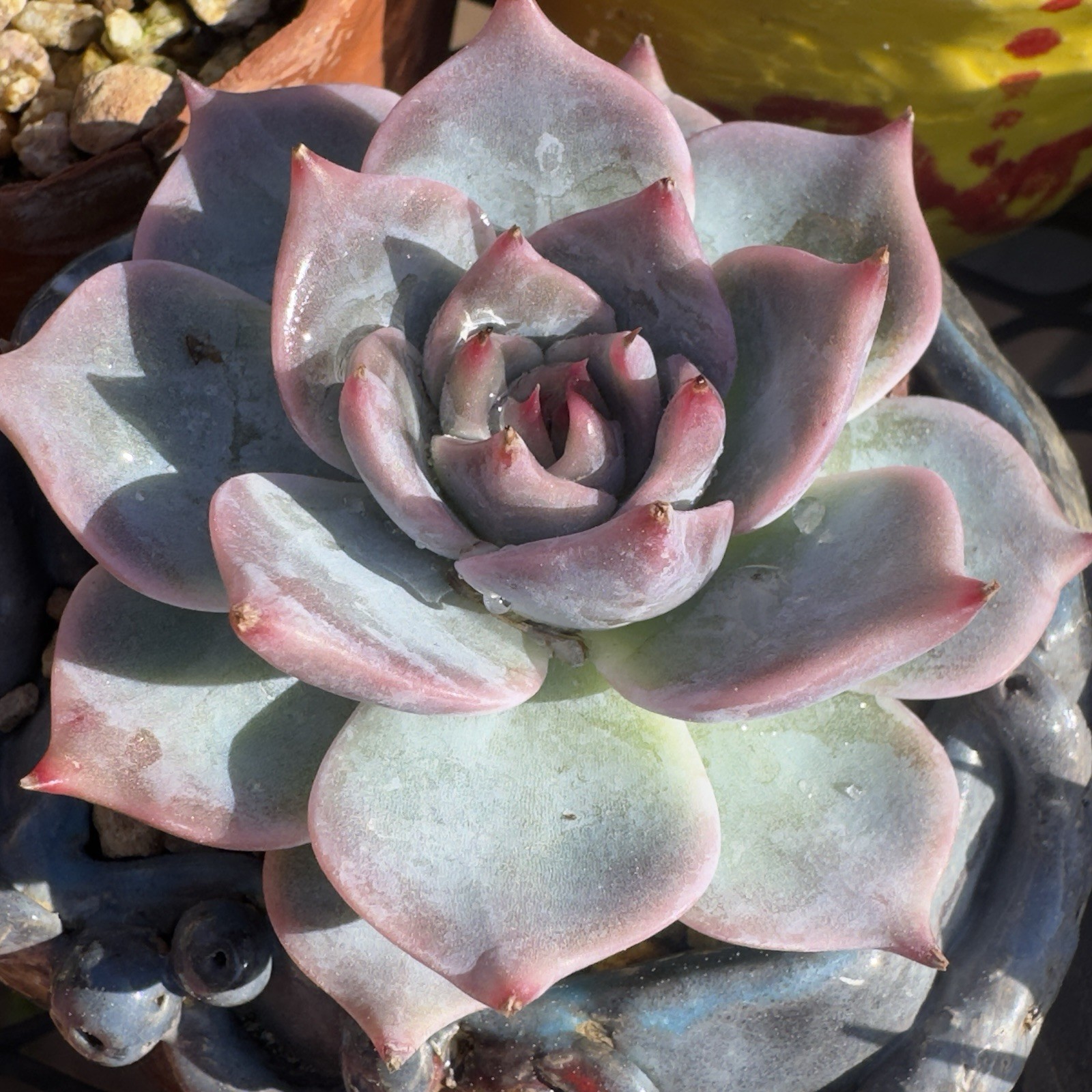 Echeveria Pikachu’ Rare Succulent