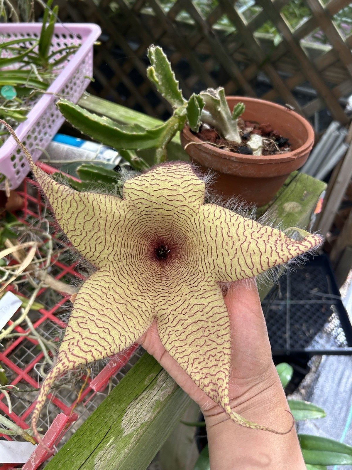 Stapelia Gigantea plant Starfish Succulent Cactus Plant