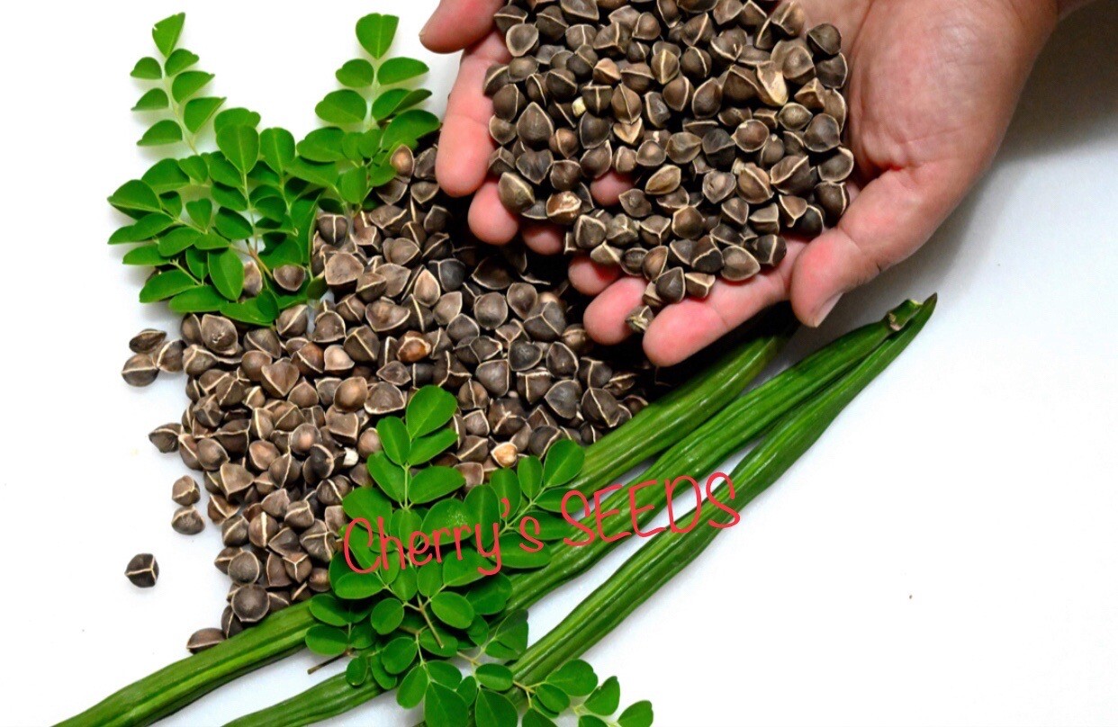 100+ SEEDS Organic Moringa | Malunggay SEEDS for Planting