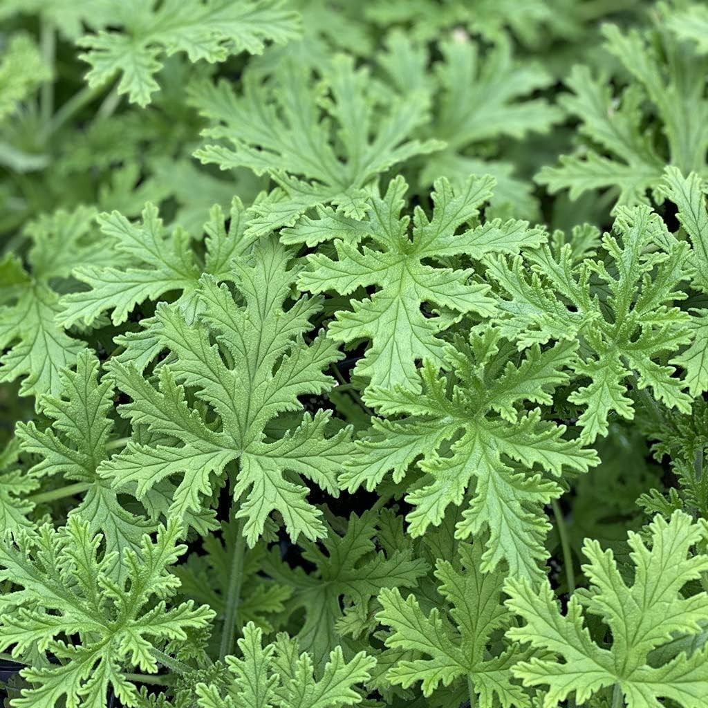 1500 Citronella Plant Seeds Citronella Plant Seeds Home Heirloom Garden Peren…