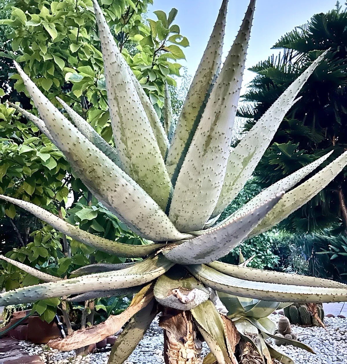 50 SEEDS Aloe marlothii Mountain tree Aloe Harvest: MAY 2026
