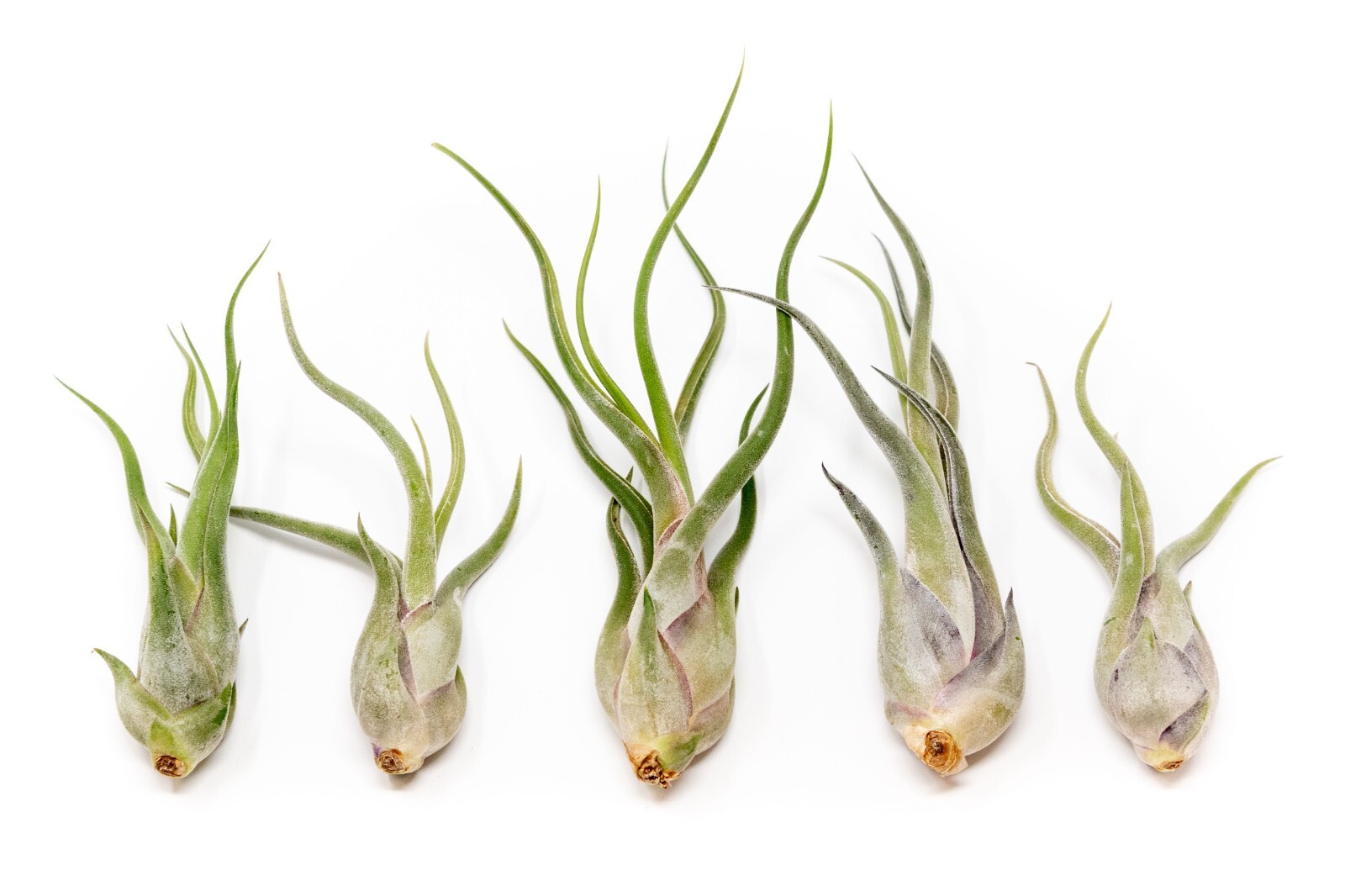 Tillandsia Caput Medusae Air Plants – Wholesale Bulk – Succulent Terrarium Plant