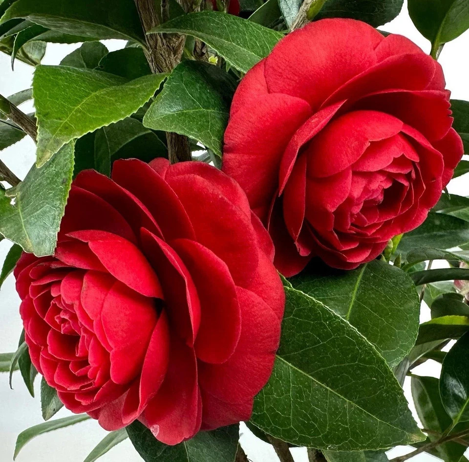 Black Tie~~Camellia Japonica–Live STARTER Plant–VERY UNIQUE BLOOMS!