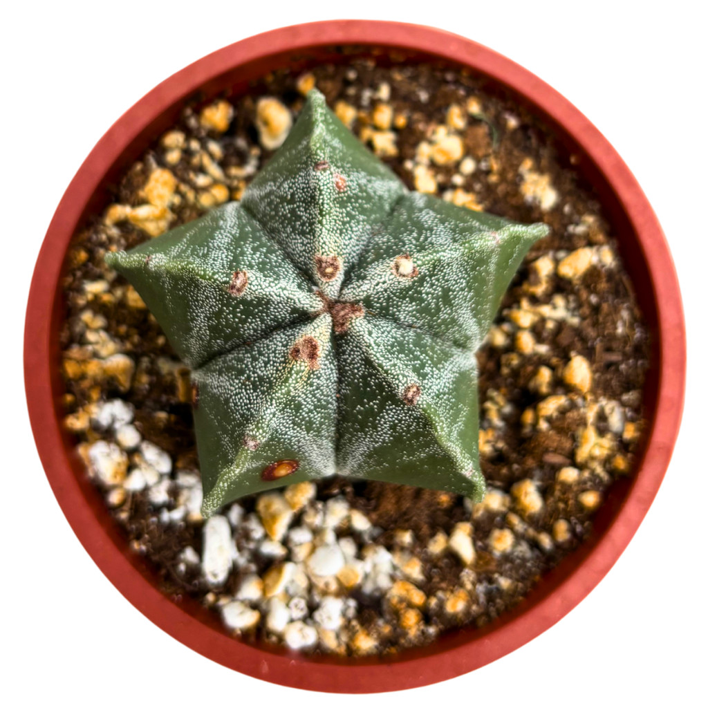 Astrophytum myriostigma – Bishop’s Cap Cactus Rare Live Plant (4″ Pot)