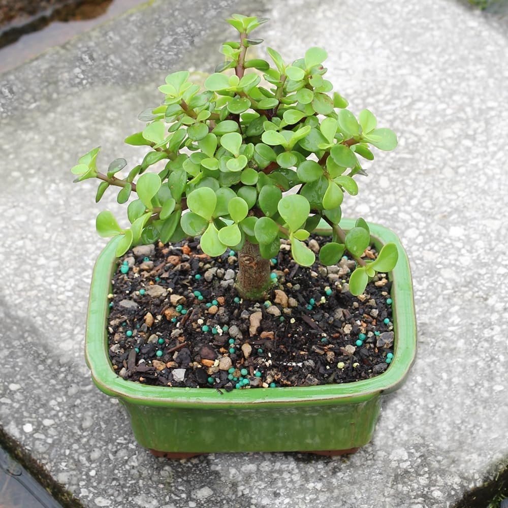 Live Dwarf Jade Bonsai Tree in a Ceramic Bonsai Pot, Indoor Succulent Housepl…