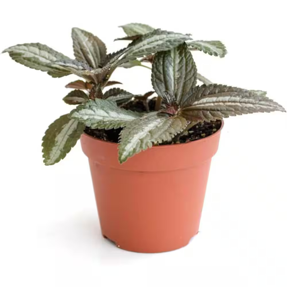 Silver Tree Friendship Plant-Live Plant in a 3 Inch Growers Pot-Pilea Spruceana-