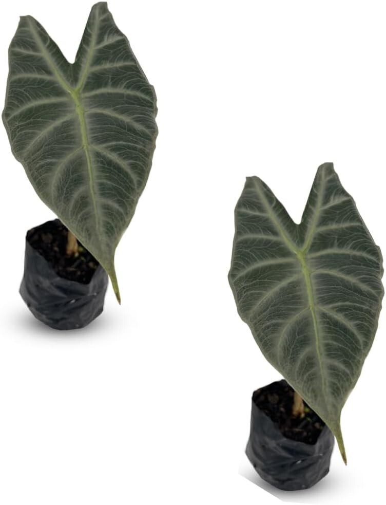 Alocasia Longiloba Silver (2pack) by LEAL PLANTS ECUADOR|African Mask Live Plant