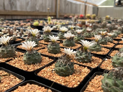 Cactus-Turbinicarpus klinkerianus (mature seed grown specimen) 2.5” pot