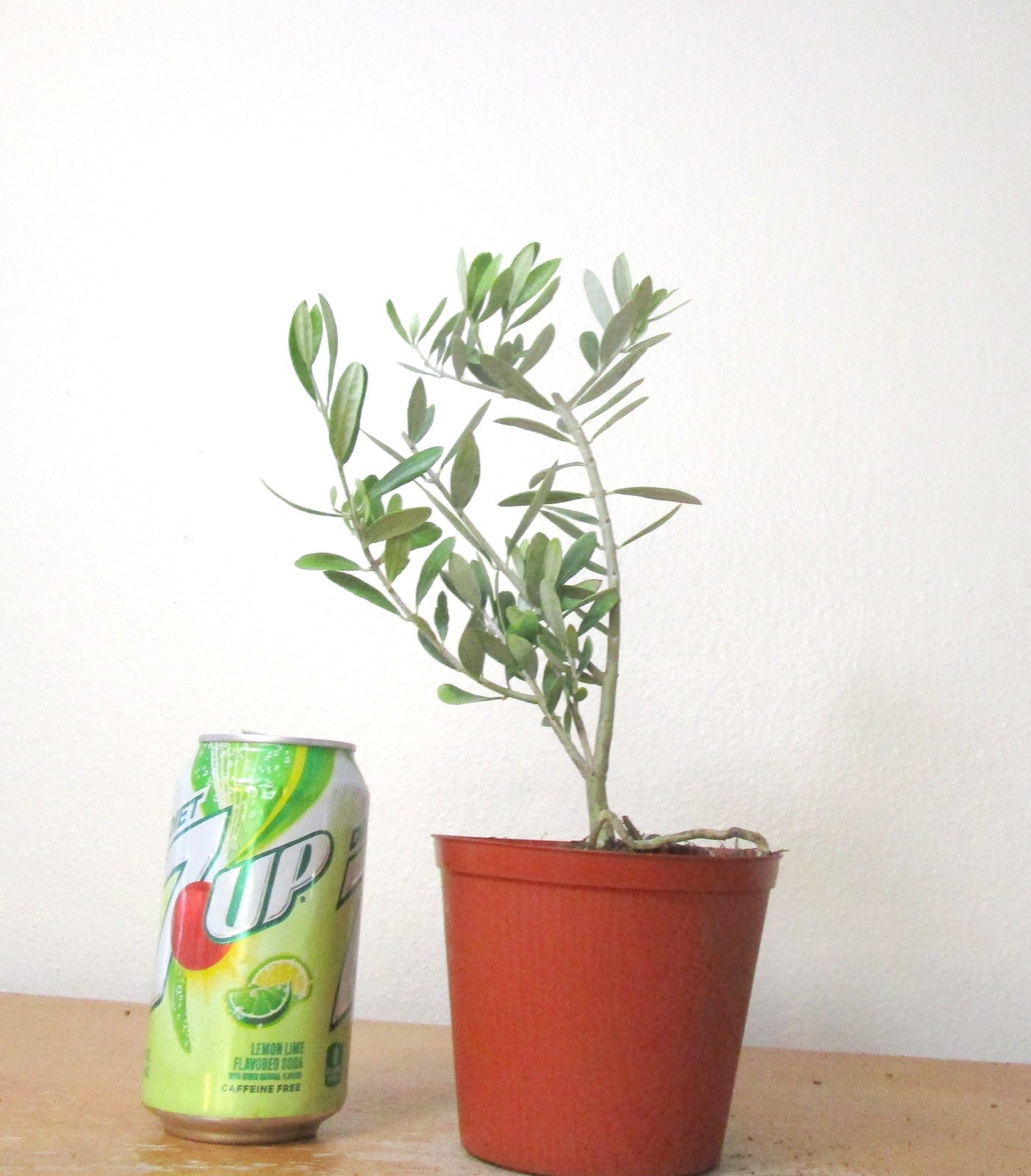 Dwarf European Olive for mame shohin bonsai tree multiple listing free shipping