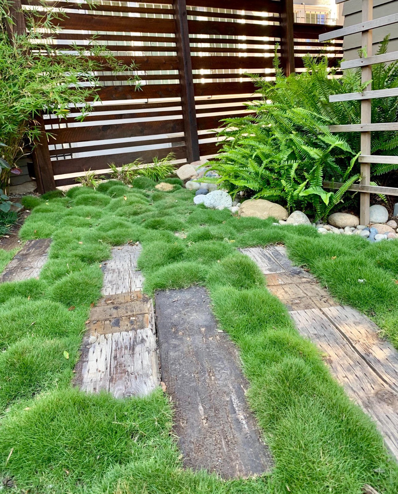 Rare Zoysia tenuifolia, Korean velvet Grass- as pictured -No Mow Grass-