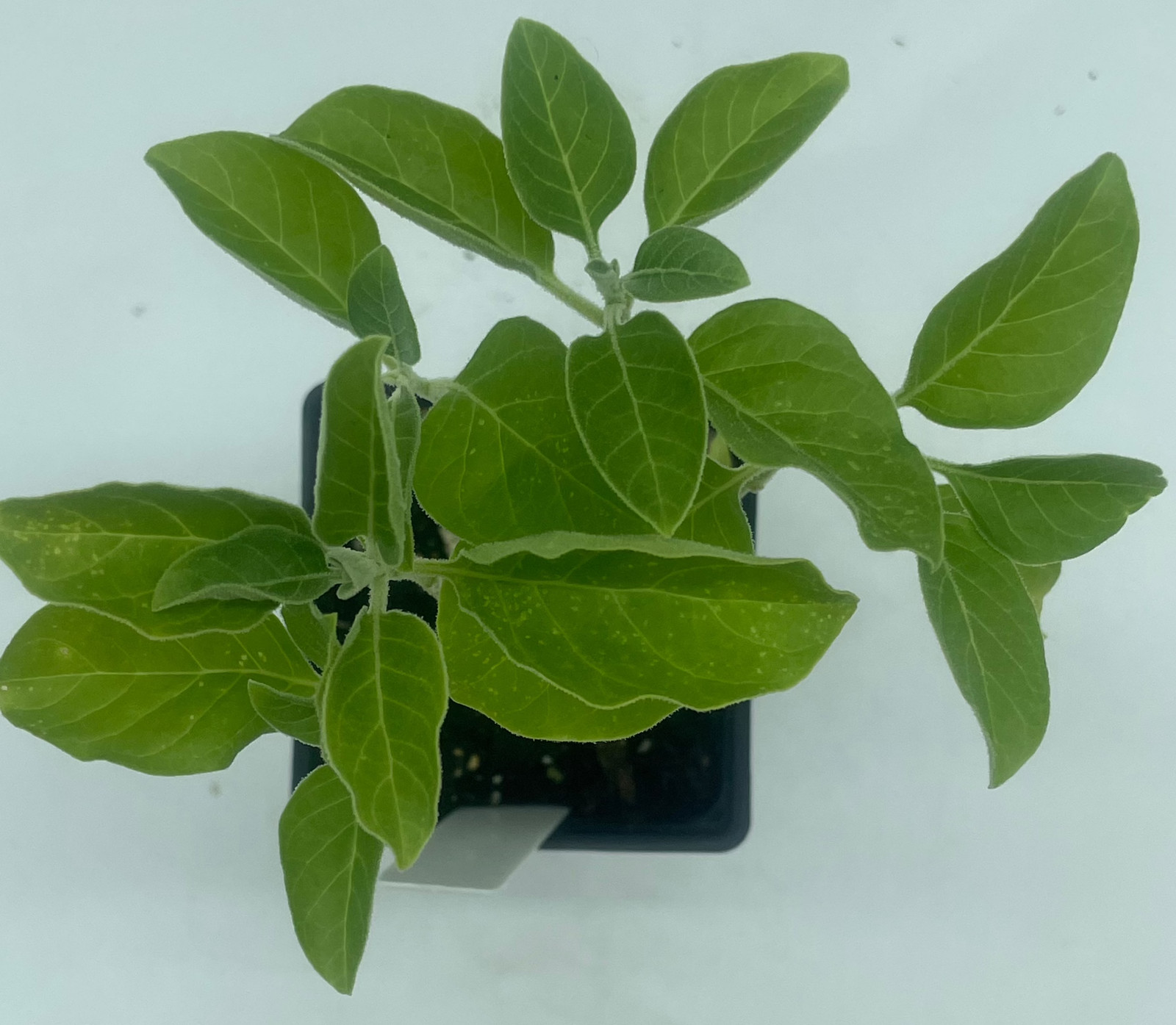 African Ashwagandha Starter Plant – Withania Somnifera