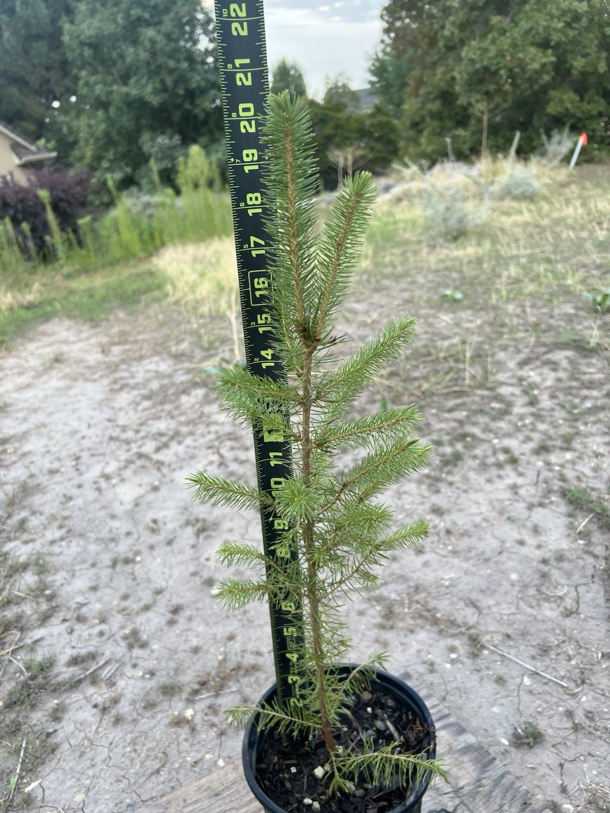 (6) Six Norway Spruce Tree Seedlings Ready To Plant