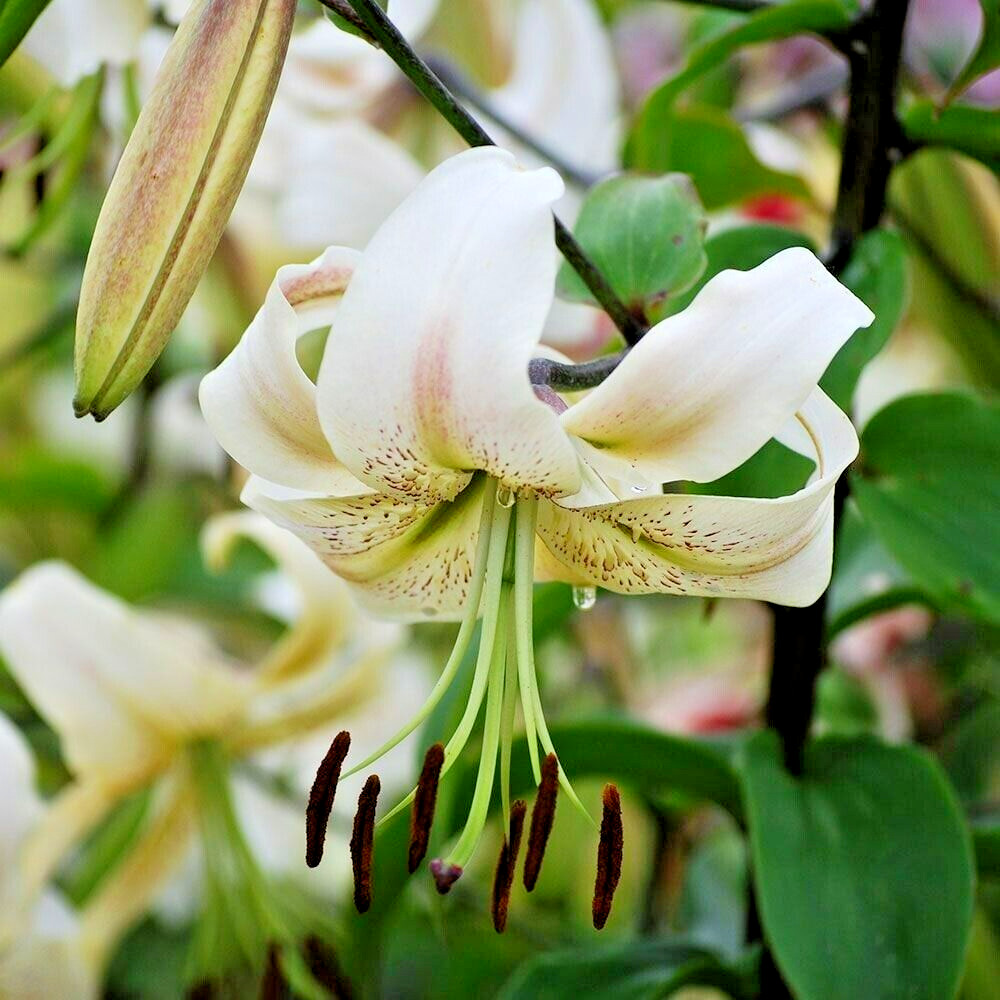 20 SILVER SCHEHERAZADE LILY SEEEDS – Lilium ‘Silver Scheherazade’