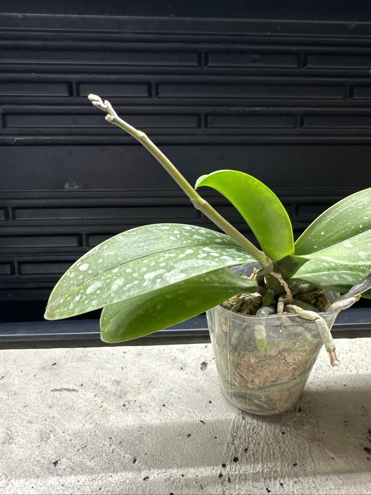 Phalaenopsis Charming Crystal Water ‘1288’ [IN SPIKE!]