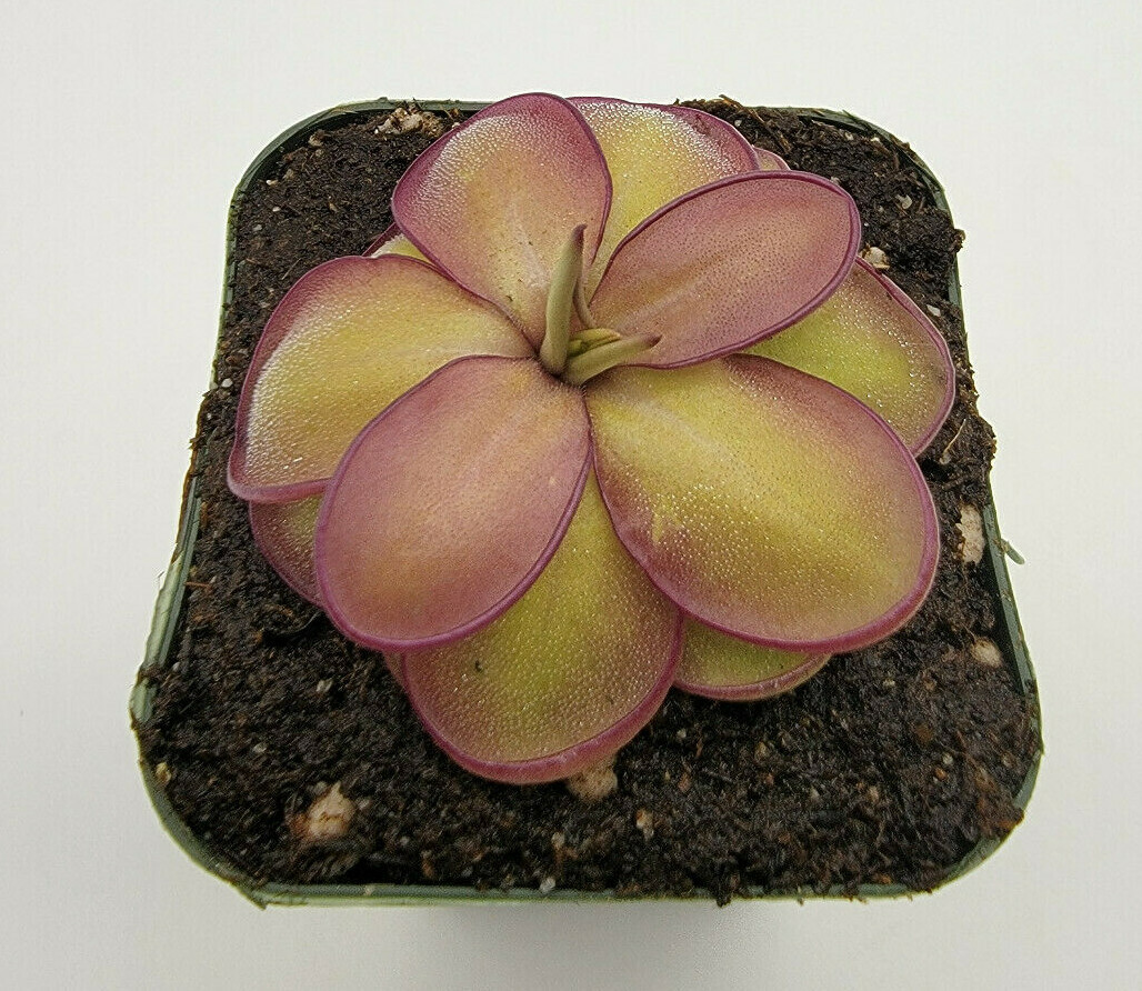 Pinguicula laueana CP2 x emarginata – Carnivorous Plant – Butterworts