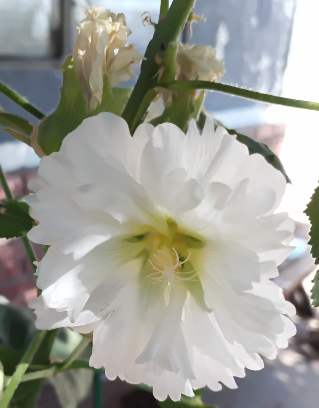 Light Purple Hollyhock – (100+) Seeds 1.5 g.