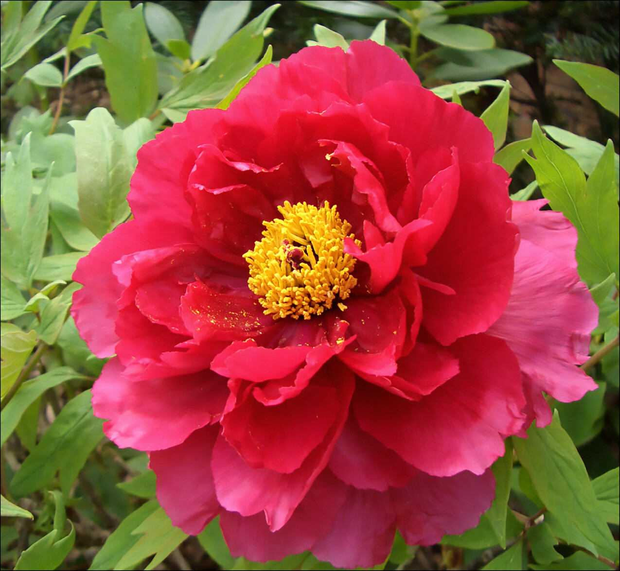 Tree Peony, Paeonia suffruticosa, Seeds