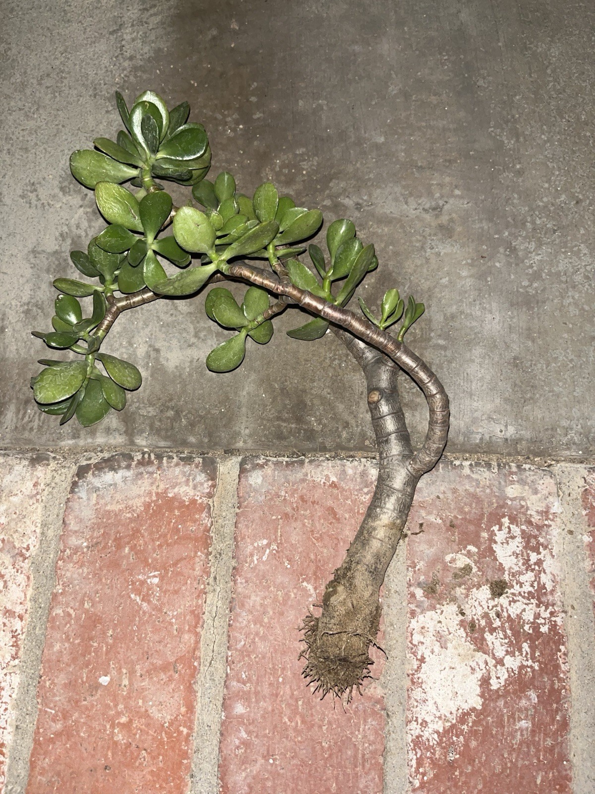 thick stem cutting for Jade bonsai