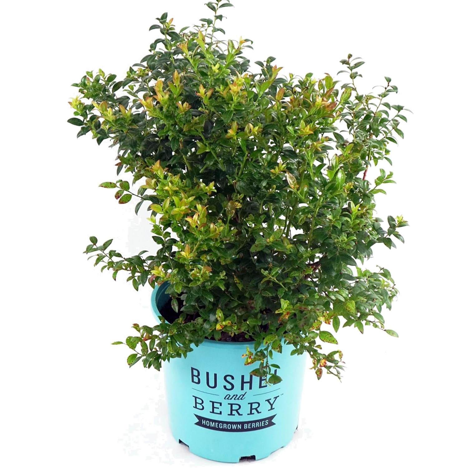 Blueberry Shrub 2-3 ft in Size Container with Dark Green Leaves Blueberry Glaze