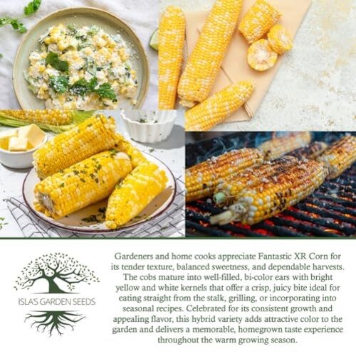Fantastic XR Bi-Color Sweet Corn Seeds (Zea mays) – 50+ Non-GMO & Heirloom