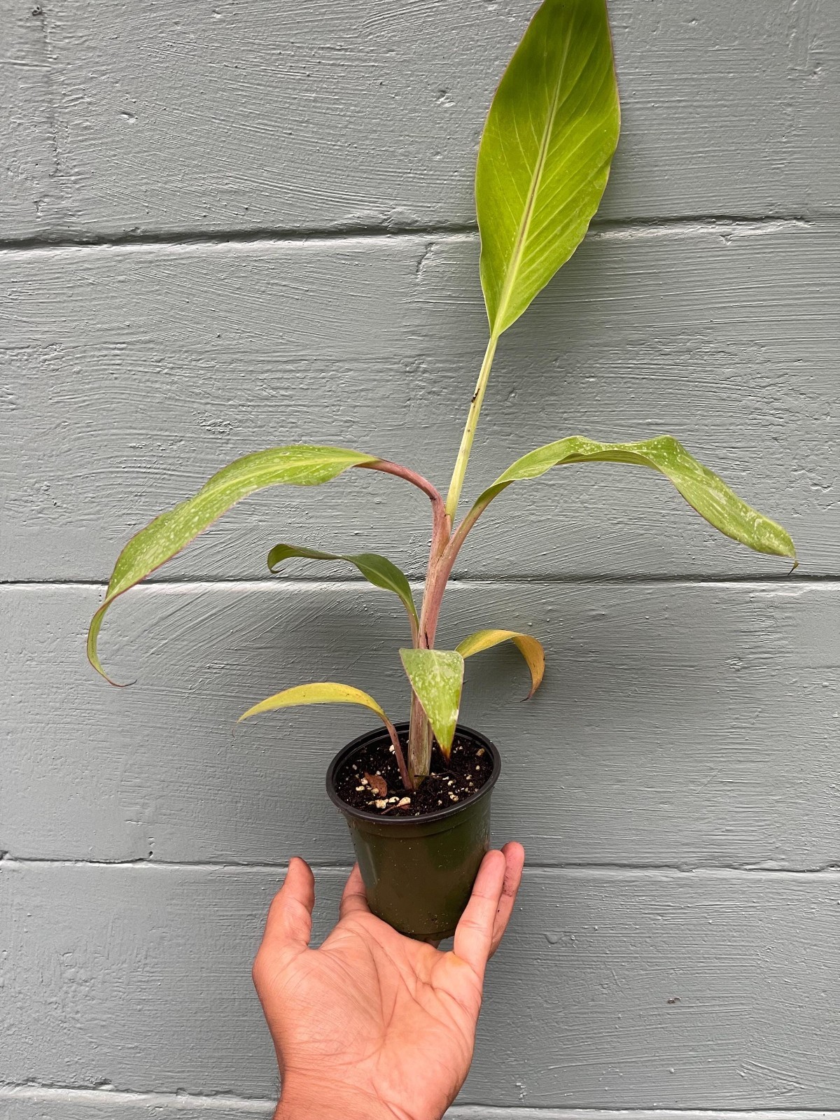 Dwarf Namwah Banana Plant Live Tropical Fruit Tree Musa Pisang Awak