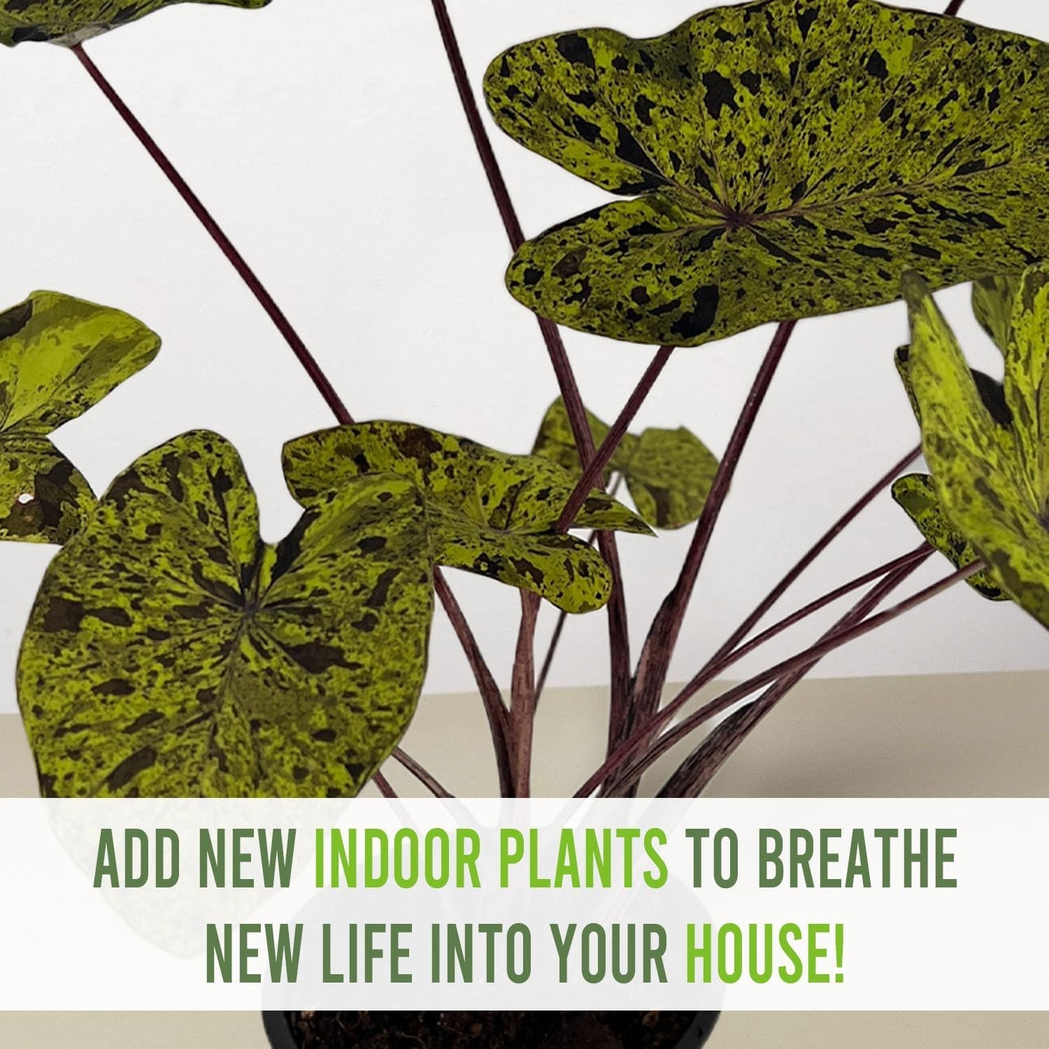 Colocasia Mojito (2pack) by LEAL PLANTS ECUADOR | Evergreen Live Indoor Plant