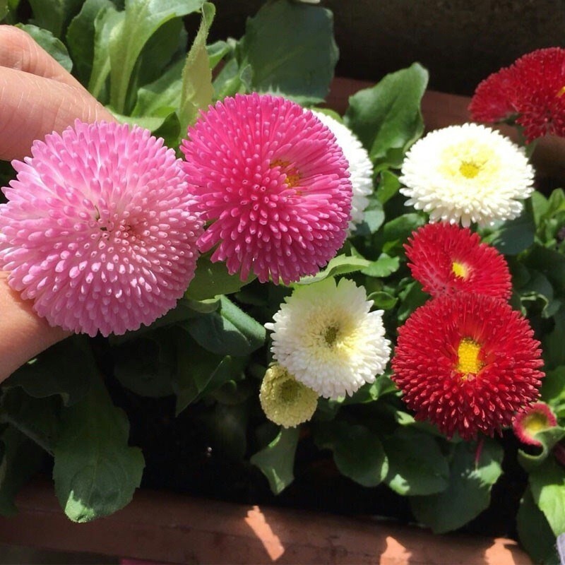 2000+English Daisy Seeds(Bellis perennis) Mixed Perennial Wildflowers USA