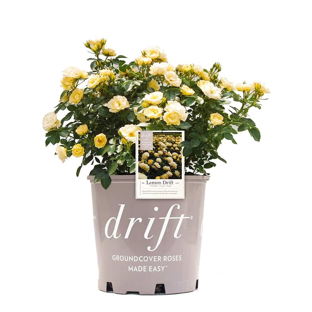 Green Promise Farms Rosa Lemon Drift