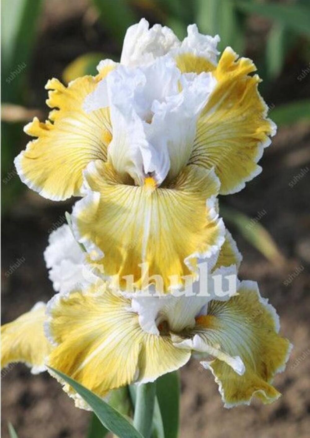 20 SEEDS for Yellow/White IRIS rare flower exotic bloom garden plant USA Seller