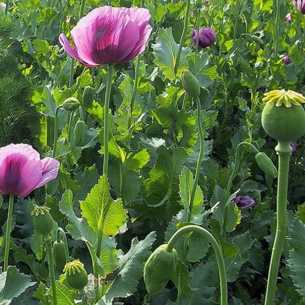 10,000 Authentic Untreated Imported Hungarian Papever Somniferum Poppy Seeds