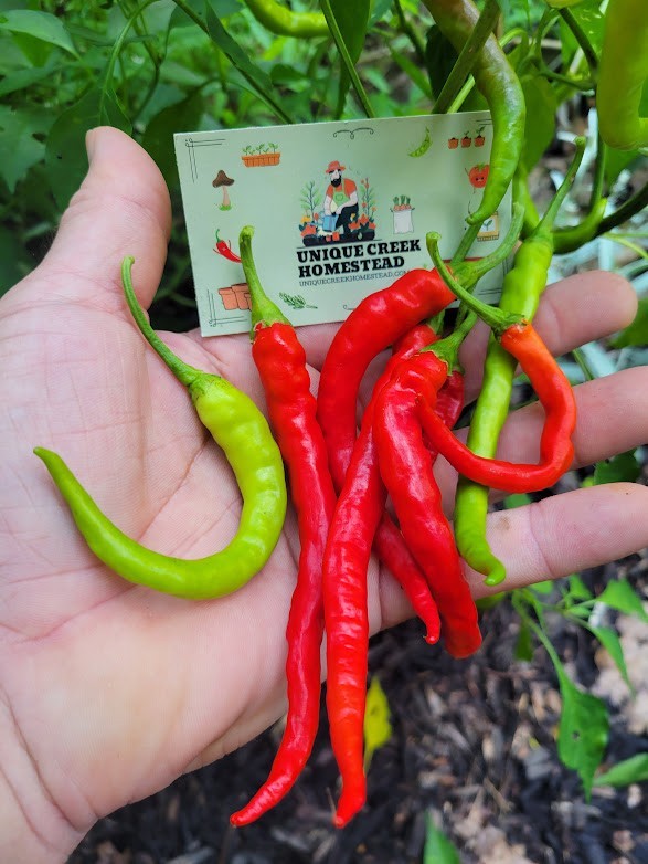 Indian Jwala Red Spicy Chili Pepper 25-Seeds Organically Grown Hot Peppers