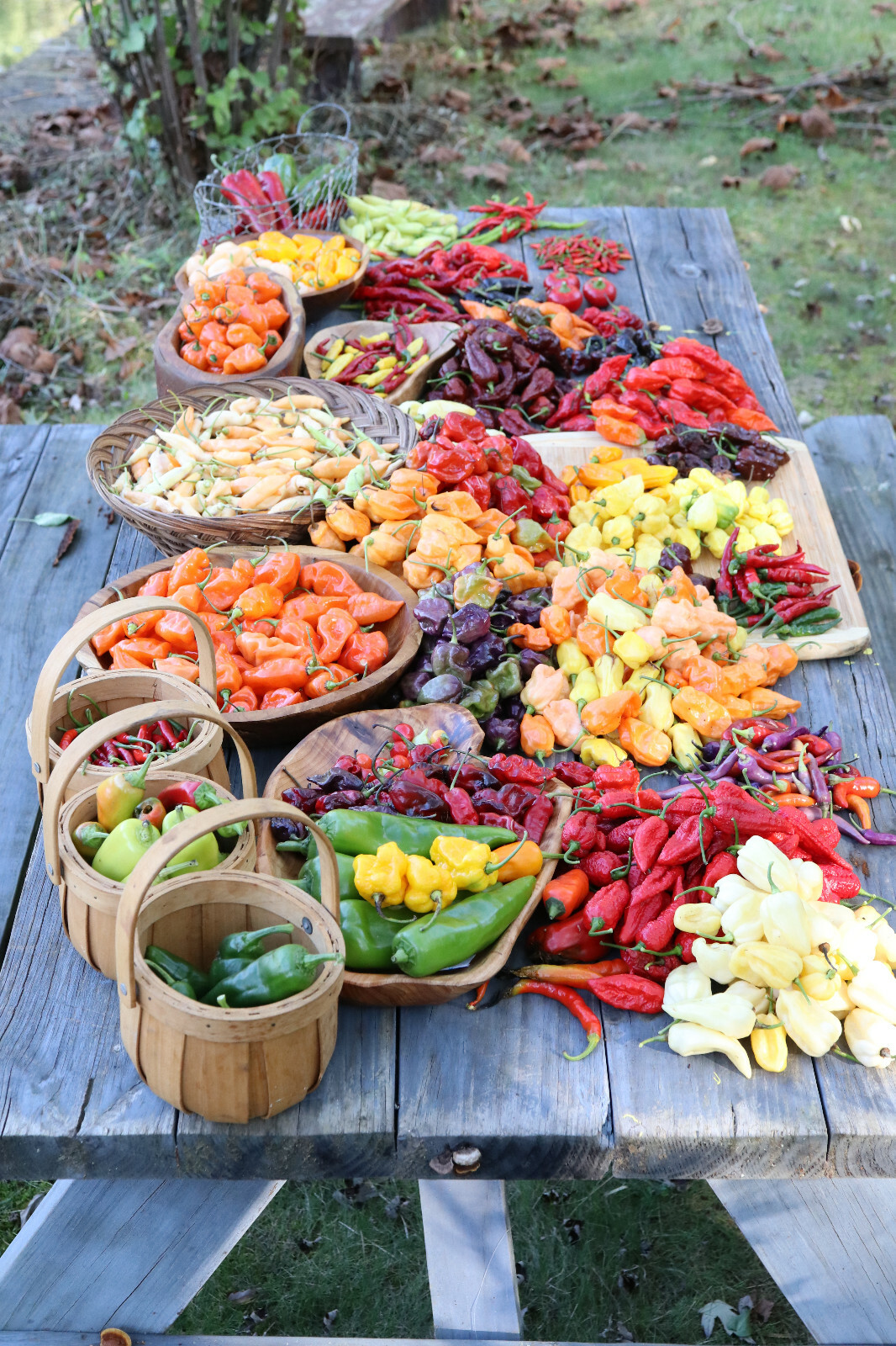 Guntur Sannam Hot Indian Chili Pepper 25-Seeds India 30,000+ Scoville SHU Unique