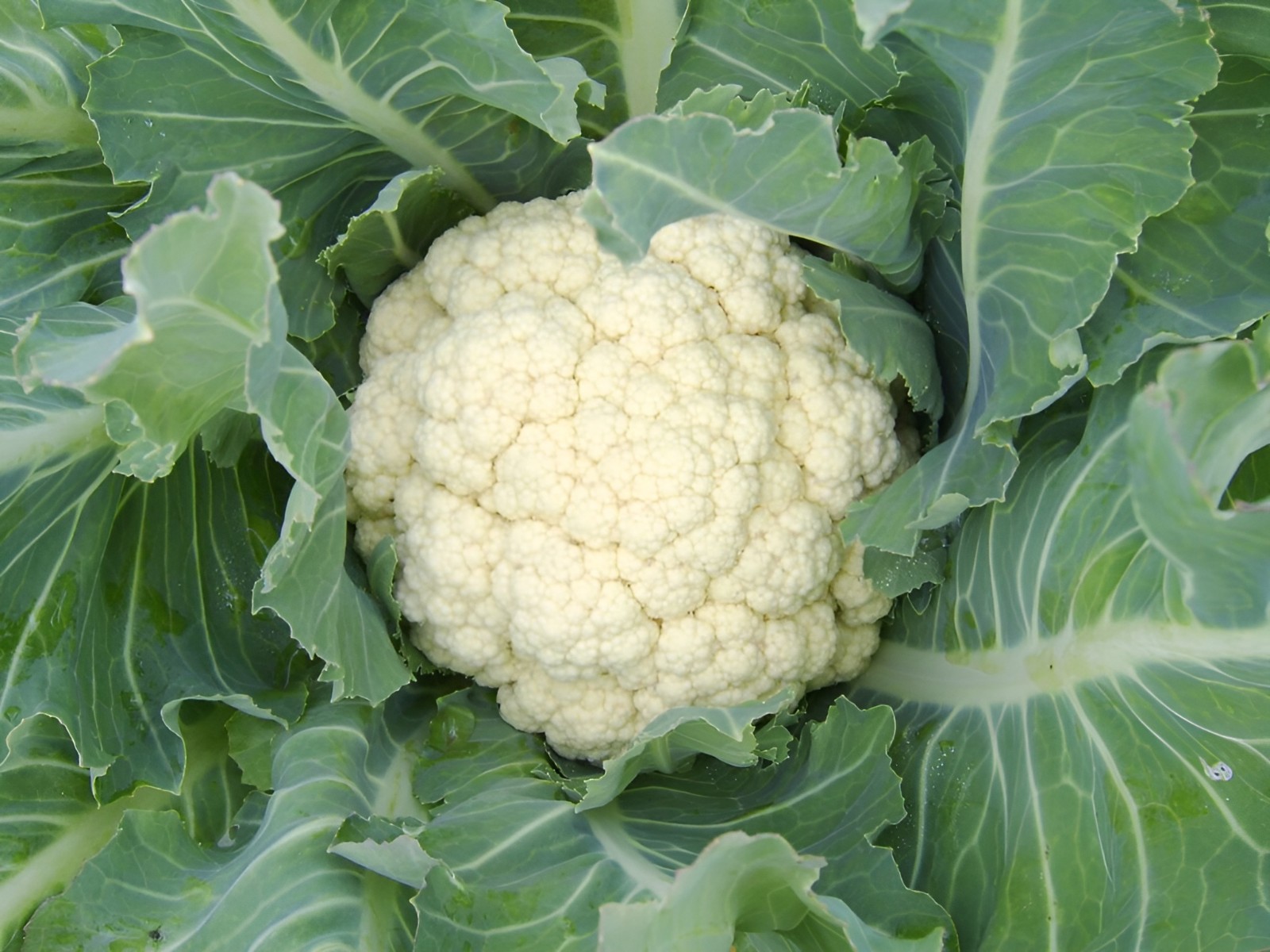 600 Heirloom Snowball Y Improved Cauliflower Seeds – Winter Garden Classic!