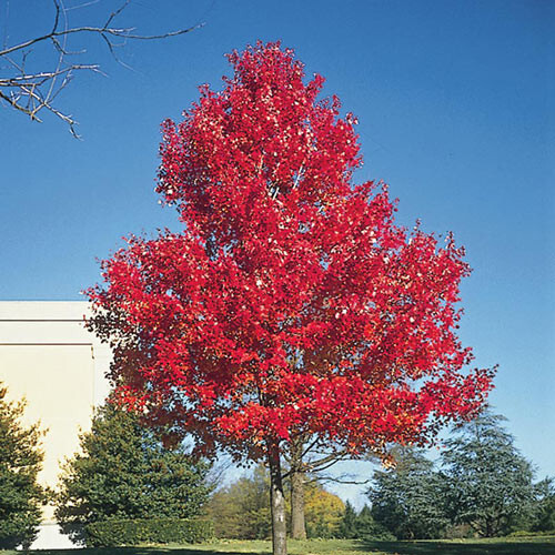 Red Maple (Acer rubrum) tree 10-16 inches tall Beautiful fall color Shade