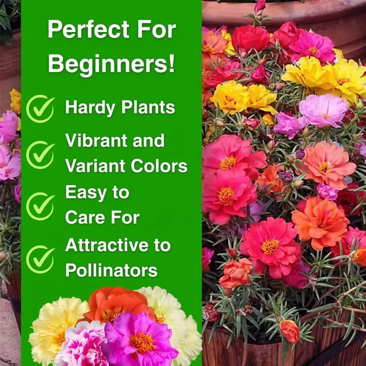 🌸 20000+ MOSS ROSE PORTULACA MIX SEEDS DOUBLE BLOOMS HEAT DROUGHT FREE SHIPPING