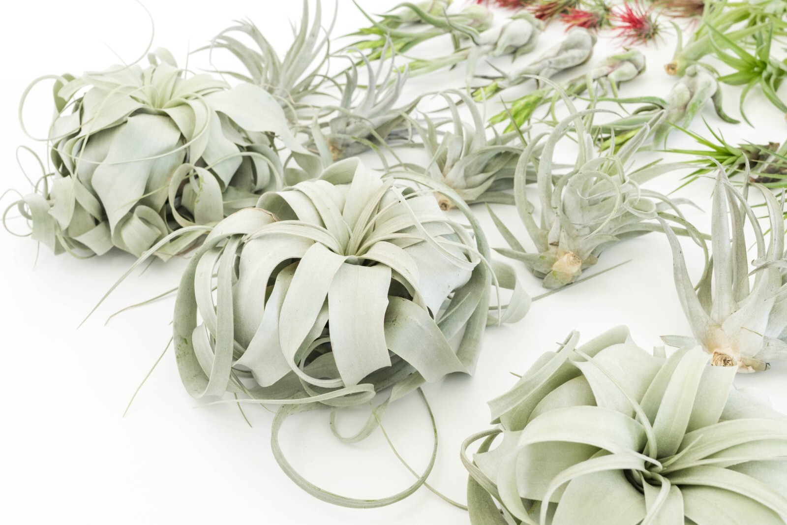 Air Plant Variety Pack of 48 – Live Tillandsia – Easy Indoor Outdoor Home Decor