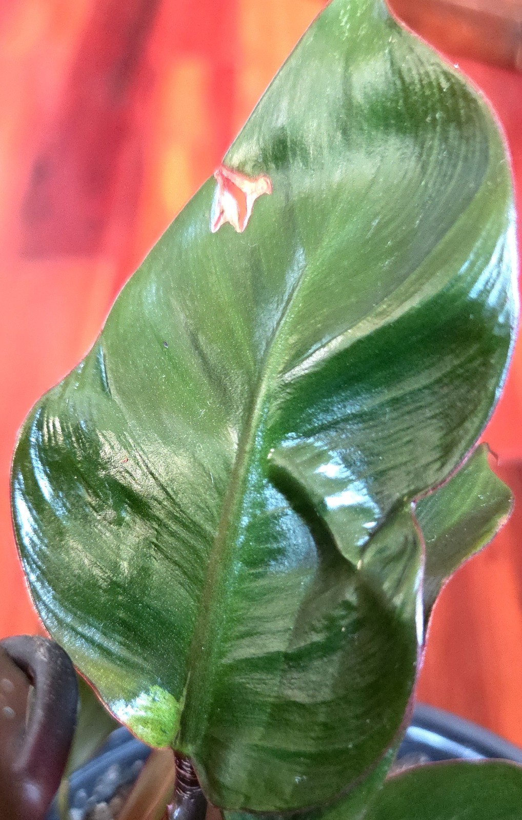 Rare Philodendron Variegated Black Cardinal 18″ Tall W/ Pups Aroid Not Monstera