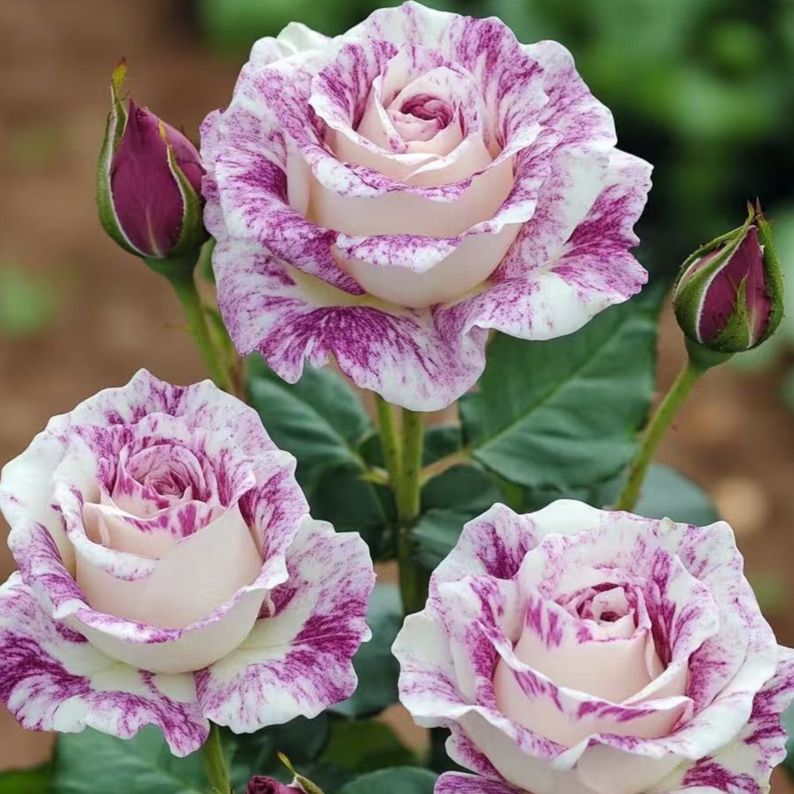 Two-Tone White and Purple Rose Seeds – 20 Seeds – Non-GMO Heirloom Variety