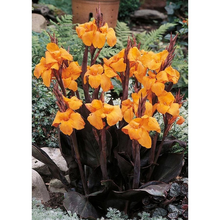 Canna Lily Orange WYOMING 3 Live Flower Plant Bulbs Purple Variegated Leaves