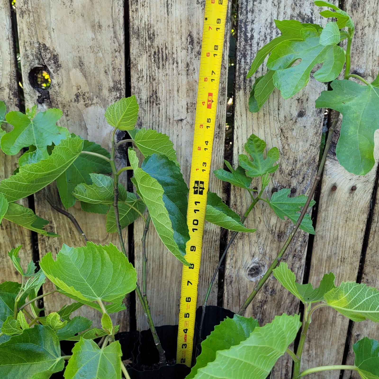 Unknown Variety Fig 8″-12″ Live Healthy Plant Bare-Root