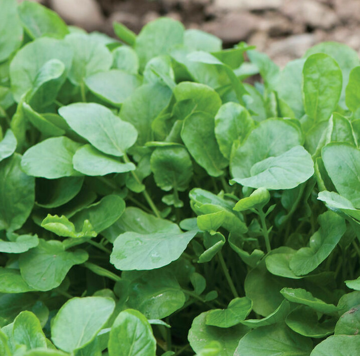 Upland Cress Seeds | Garnish Garden Herb Spinach Vegetable Microgreens Seed 2024