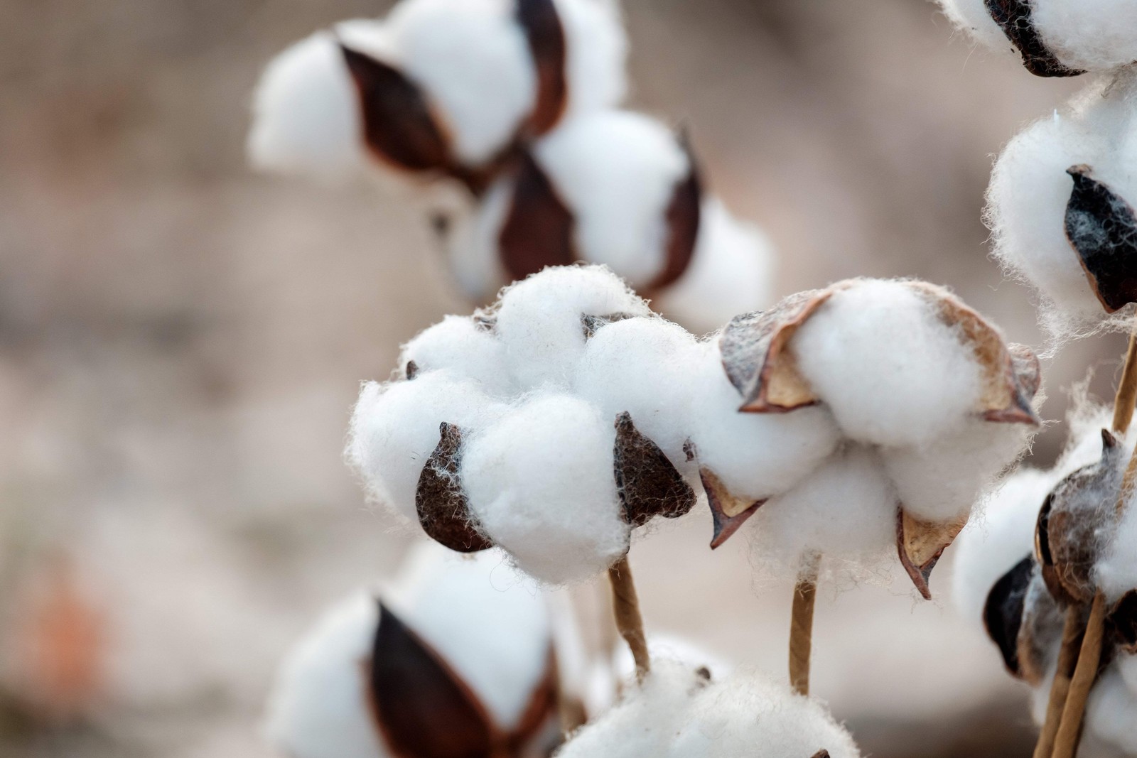 25 WHITE COTTON Gossypium Hirsutum Plant Seeds