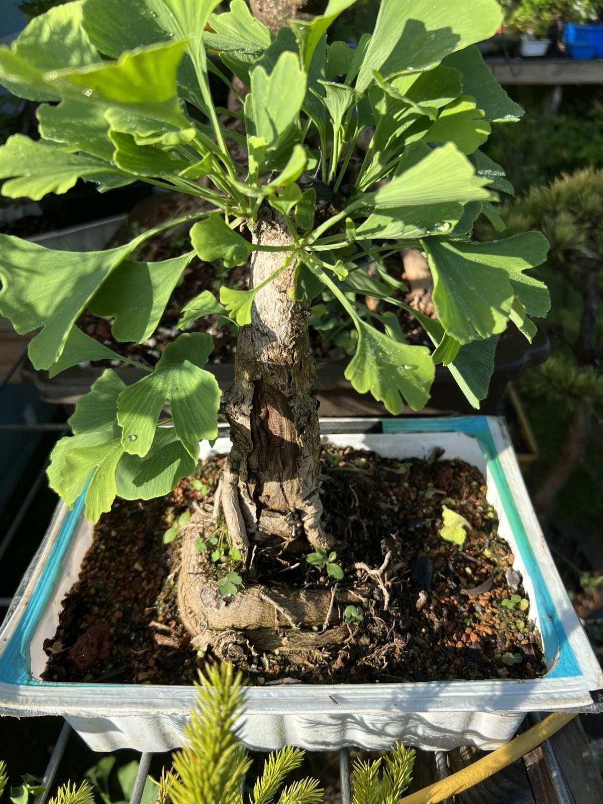 Old Ginkgo Biloba Bonsai Tree 2” Base 15” Tall 10 Years Old