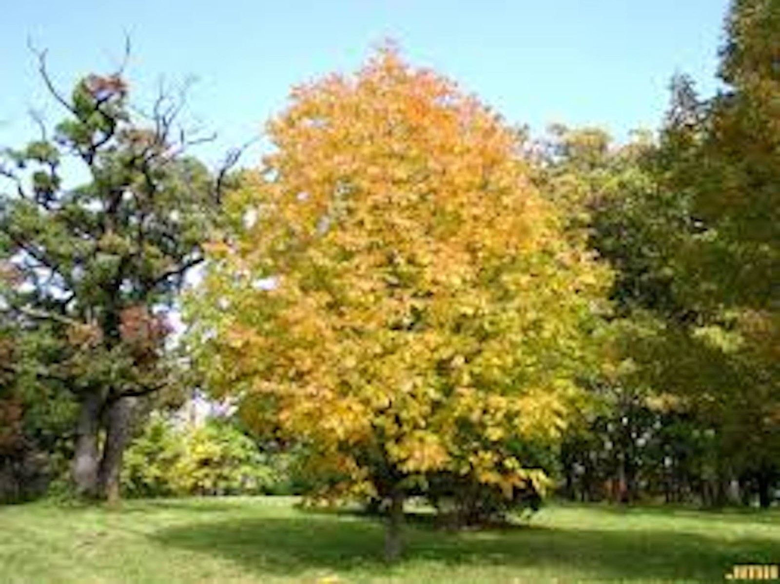 3 White Ash Tree 12-24″ Tall Bare Root Fraxinus americana