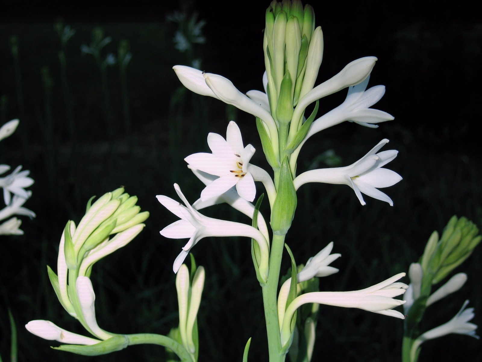Tuberose large Bulbs single Mexican 6 bulbs FREGRANT – Polianthus