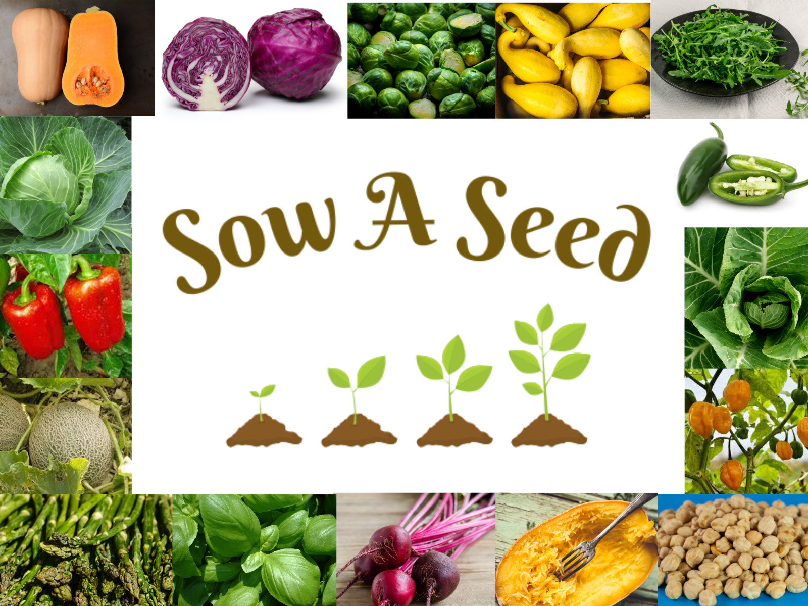 10+ Heirloom, Open Pollinated, Non GMO Garden Seeds Straight From My Garden