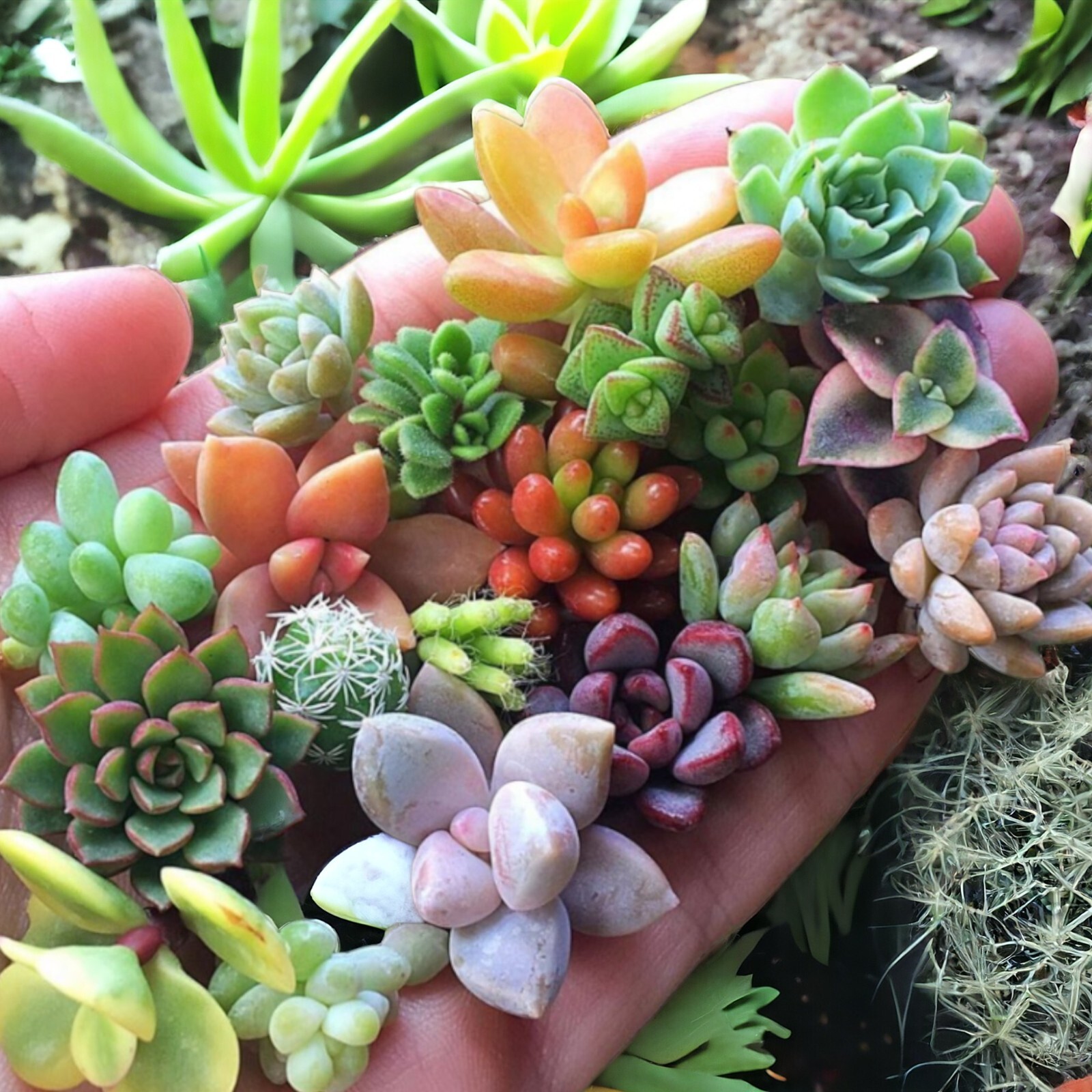 200pcs Rare Mixed Succulent Seeds – Beautiful and Colorful Collection