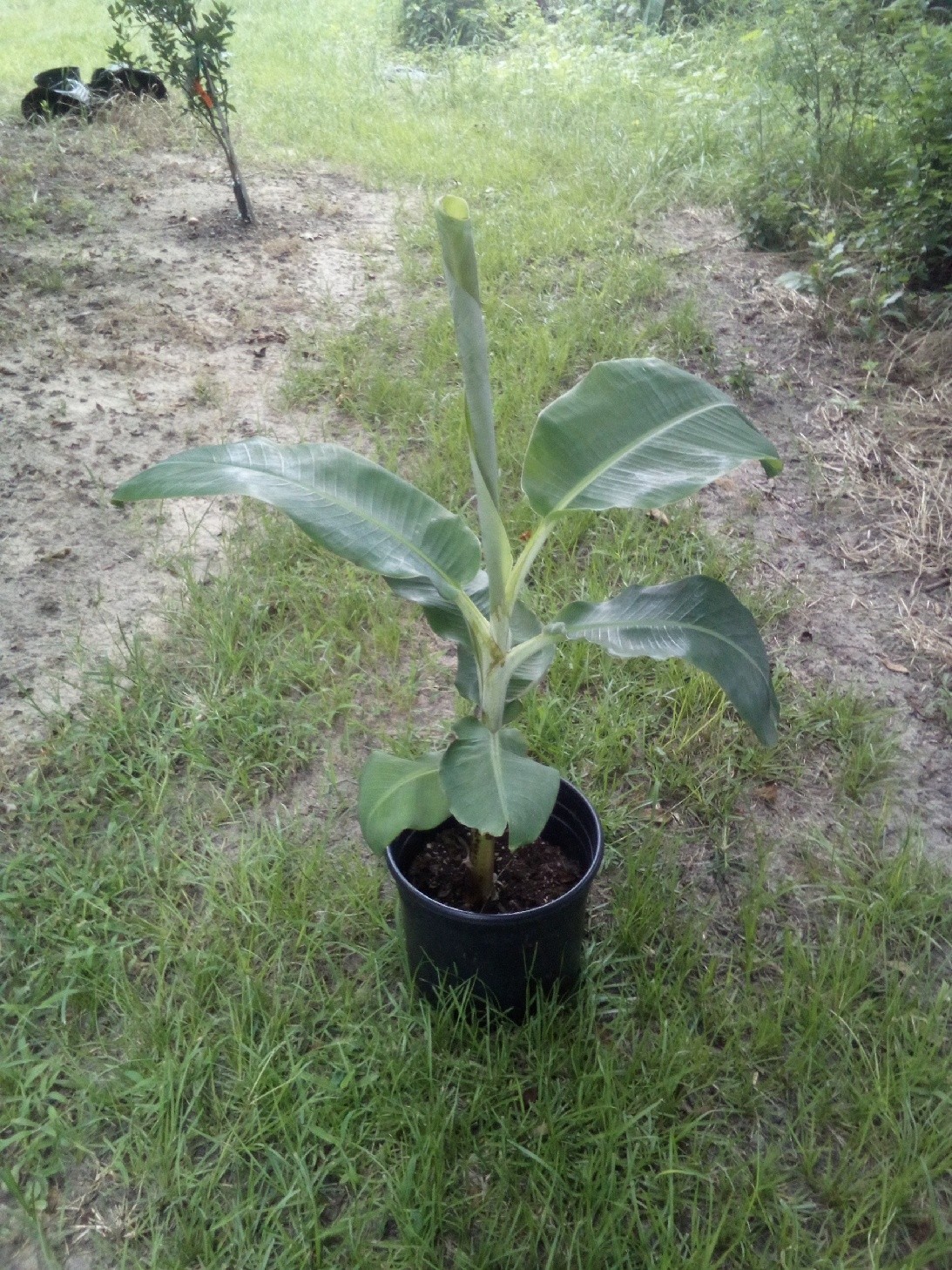 Rare Paja Puri cold hardy dwarf banana plant.